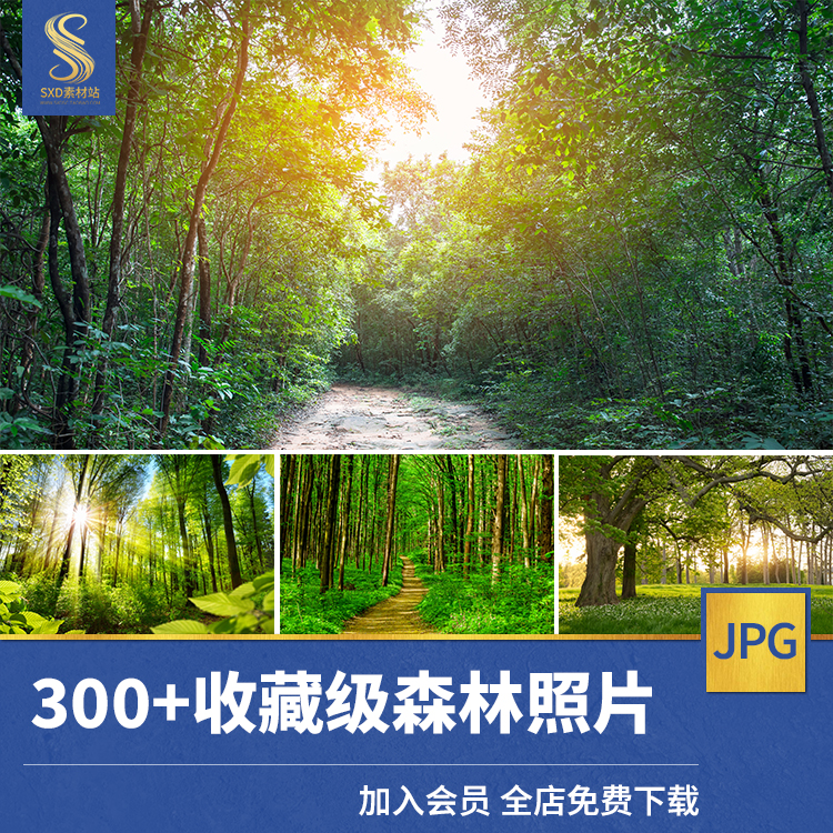 高清自然风景JPG摄影照片图片原始森林雨林树林山林喷绘合成素材