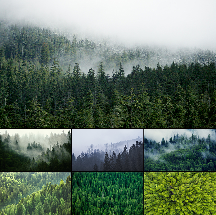 绿色森林树林雾气山林风景画背景墙纸高清图片素材