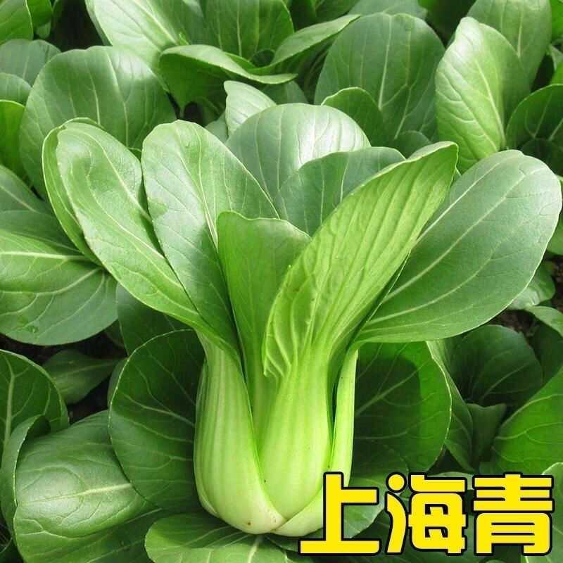 上海鸡毛菜种籽上海种子种籽青本地蔬菜上海青种籽特矮种正宗