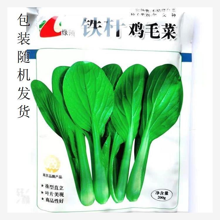 菜青菜小四季种子鸡毛种子蔬菜种子耐热耐寒阳台本地上海青种子
