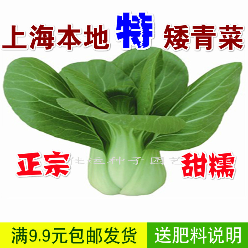 蔬菜蔬菜种子上海正宗本地特矮上海青菜种子原种上海青种子鸡毛菜