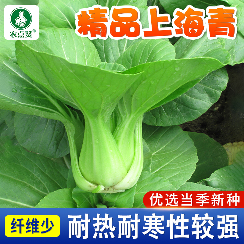 四季正宗上海青菜种籽矮脚油菜小白菜青菜种孑苏州青蔬菜种子大全