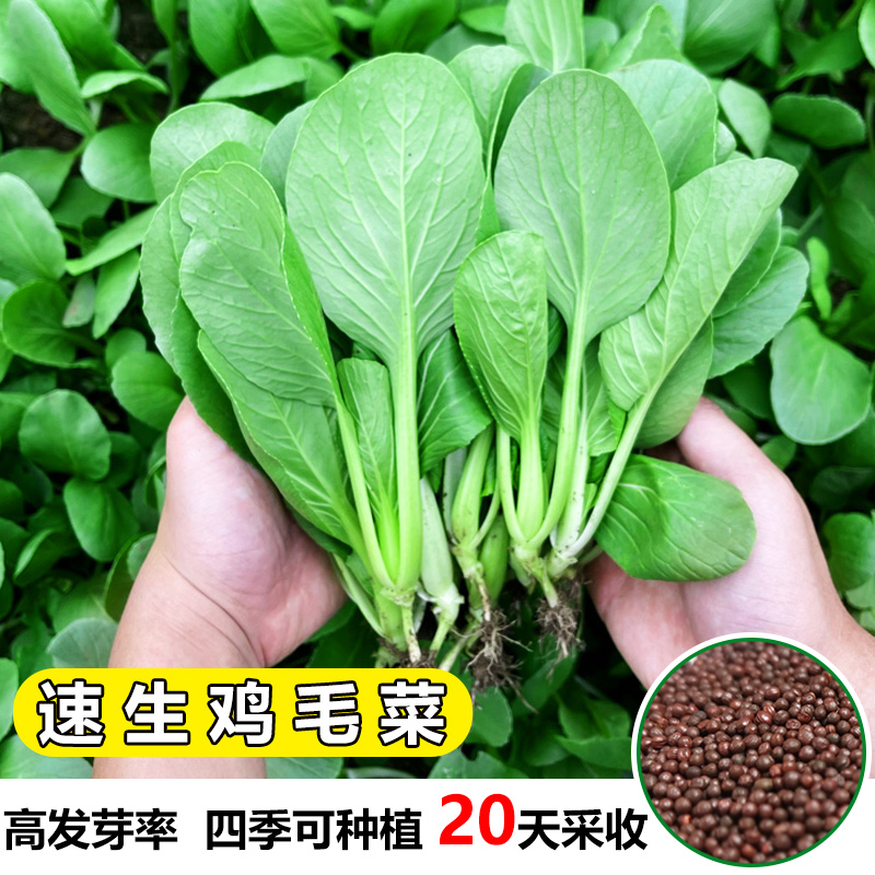 鸡毛菜种子速生小白菜籽四季种植蔬菜种孑上海青种子阳台菜种