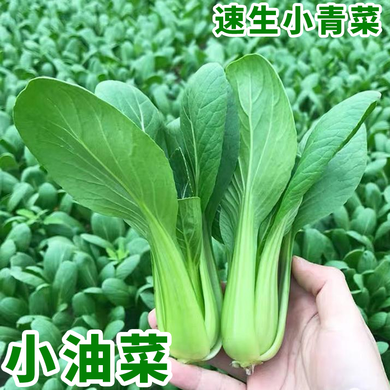 上海青小油菜种子大全青菜种子种籽阳台矮脚蔬菜种子白菜菜籽种孑