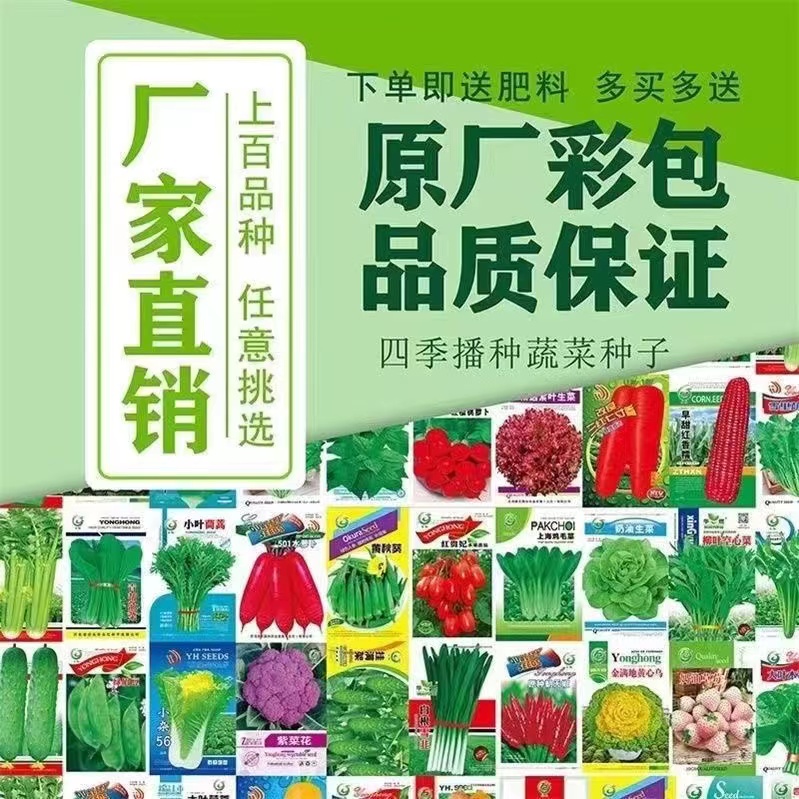 蔬菜种子大全家庭常用小青菜上海青鸡毛菜苏州青家庭阳台盆栽露天
