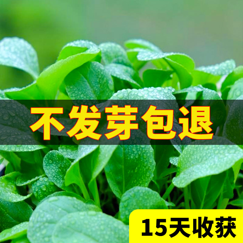 鸡毛菜种子种籽四季小白菜青菜大全上海青籽种菜籽孑子蔬菜菜种莱