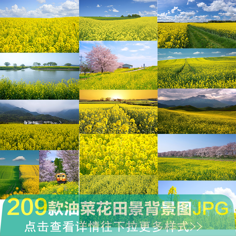 高清金黄色油菜花田园风光摄影喷绘打印自然风景壁纸JPG图片素材