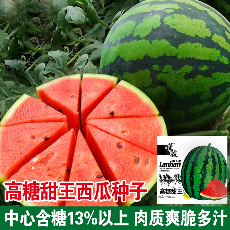 巨型西瓜种子籽苗特大懒汉无籽高产甜王麒麟8424四季南方水果种孑