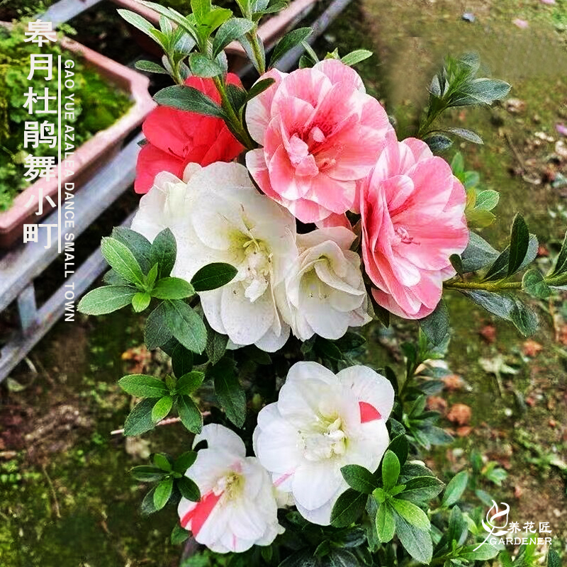 舞小町日本皋月杜鹃稀有名贵花卉盆栽室内外阳台重瓣多色老桩盆景