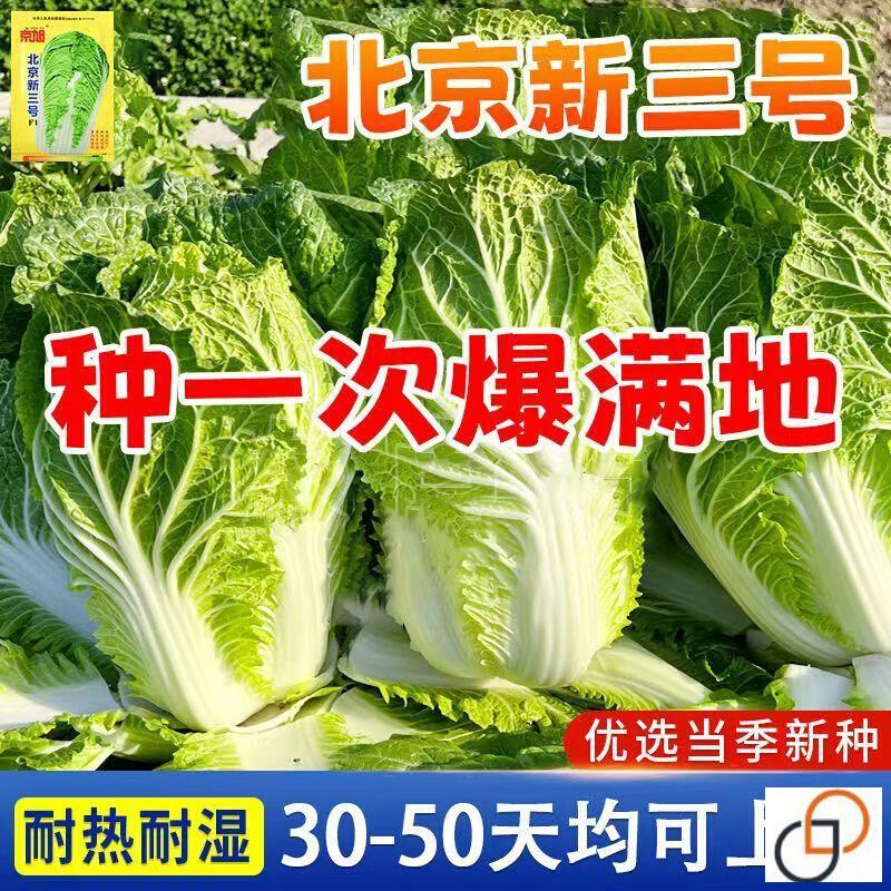 大新高产三号北京早熟白菜种孑十八斤白菜王种子秋天冬季蔬菜种子
