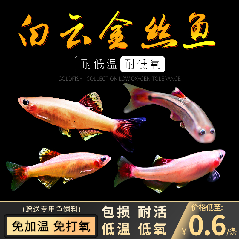 白云金丝鱼活体小型原生鱼冷水鱼观赏原生鱼红尾灯科荷兰金丝鱼
