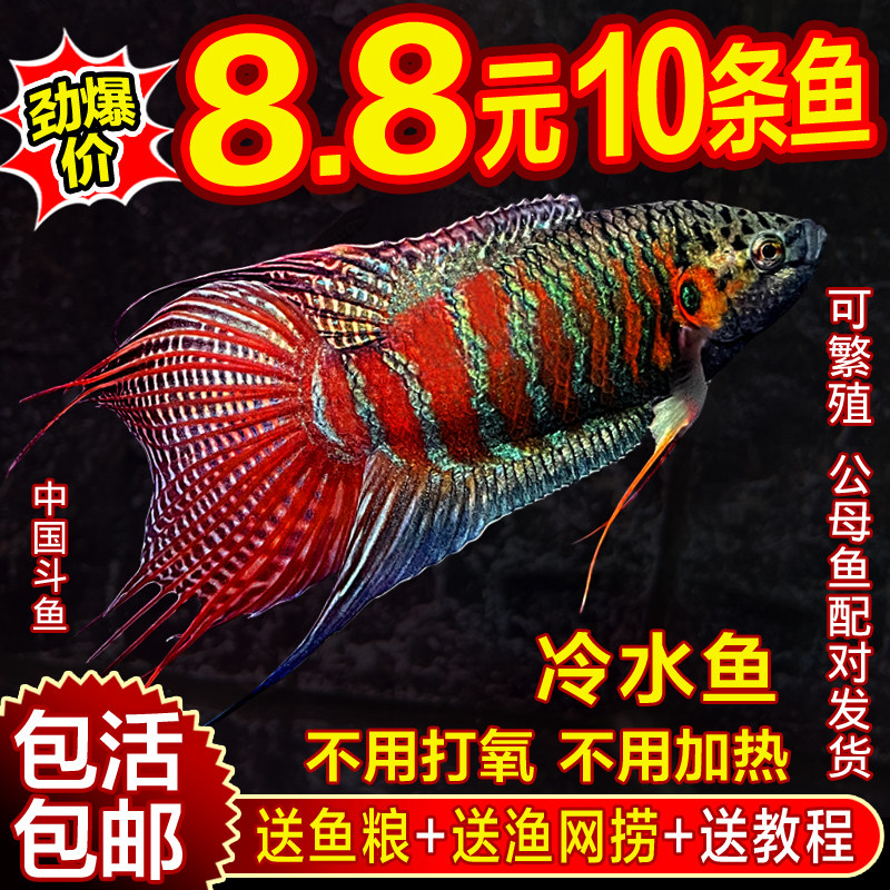 中国斗鱼活鱼普叉巨普冷水鱼耐养不打氧活体观赏鱼花手巾耐活鱼苗