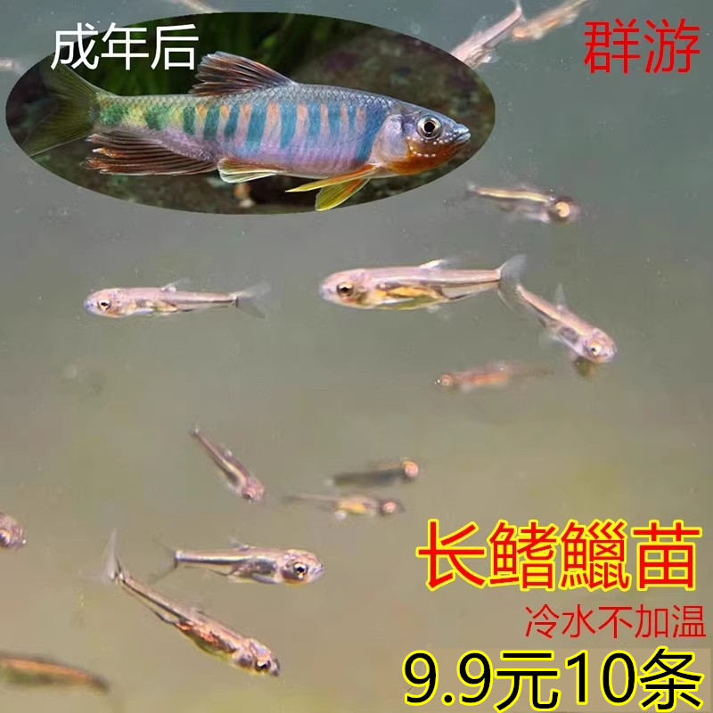 原生态鱼