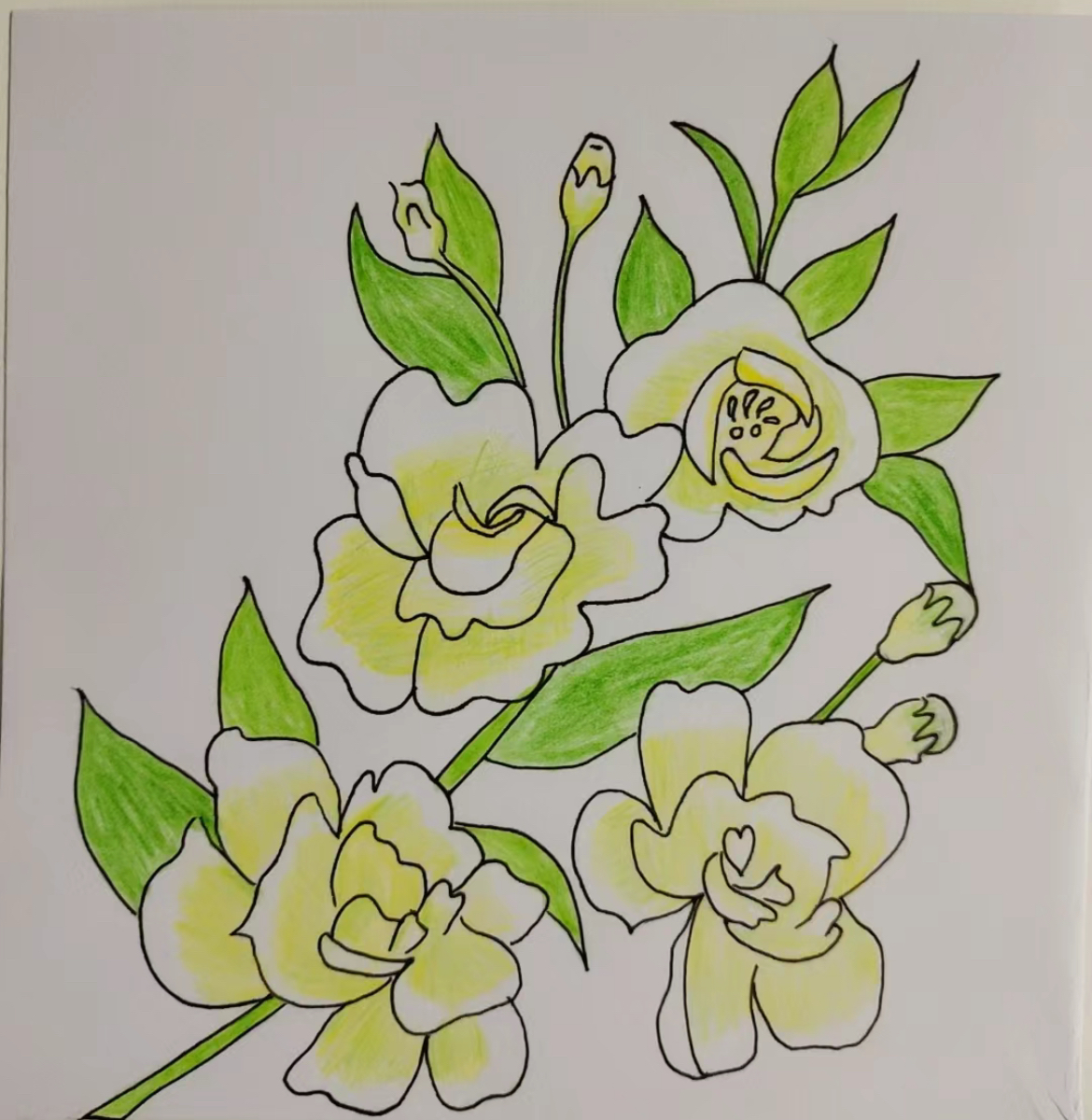 唯美手绘茉莉花浪漫白色黄色花朵装饰树枝中国风水彩素材儿童画