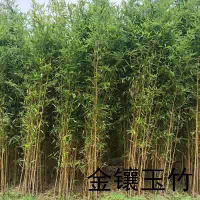 新品北京地区带土球竹子苗四季常青别墅庭院绿化耐寒植物北方品种