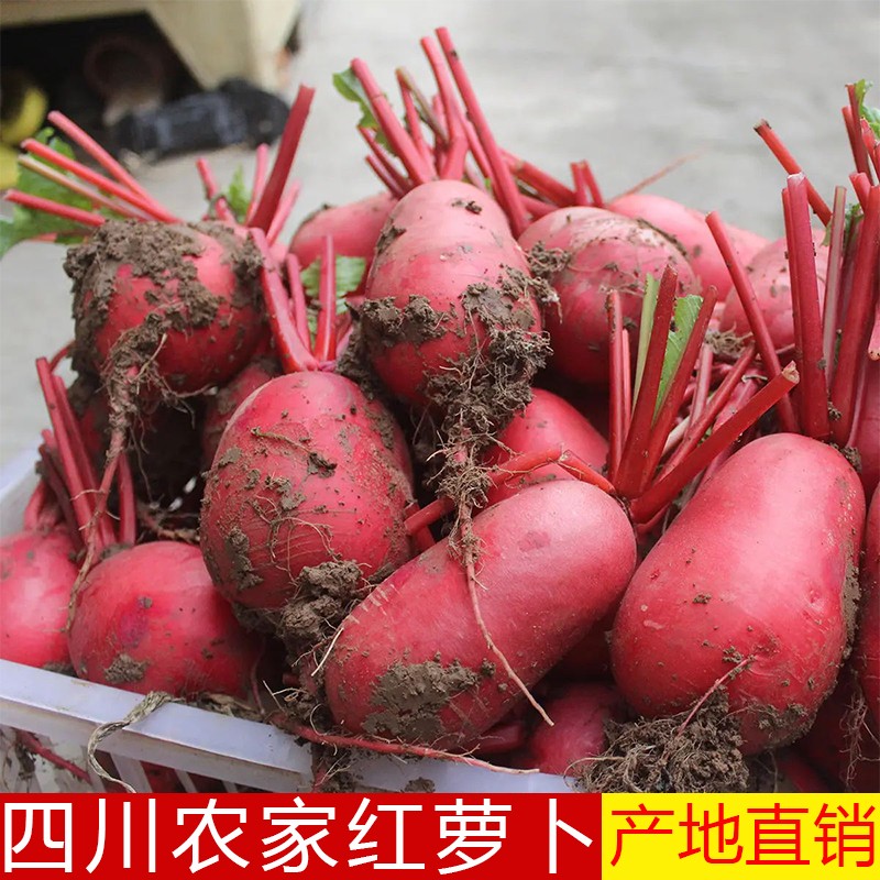 四川农家新鲜红皮萝卜现挖现发大萝卜蔬菜红皮白心泡菜萝卜包邮
