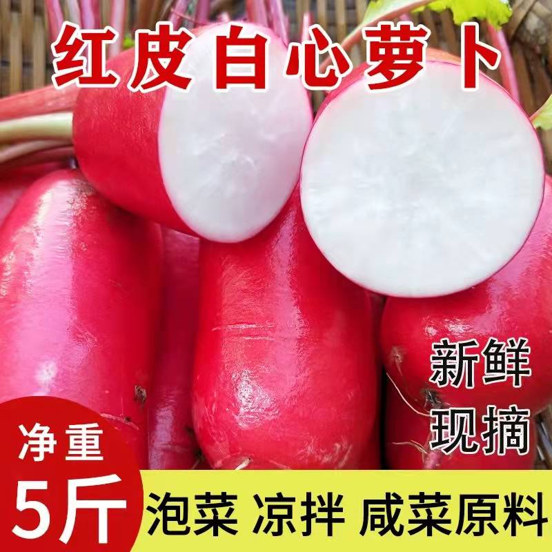 江苏徐州现挖红皮胭脂水萝卜白肉新鲜蔬菜泡菜原料1/5包邮