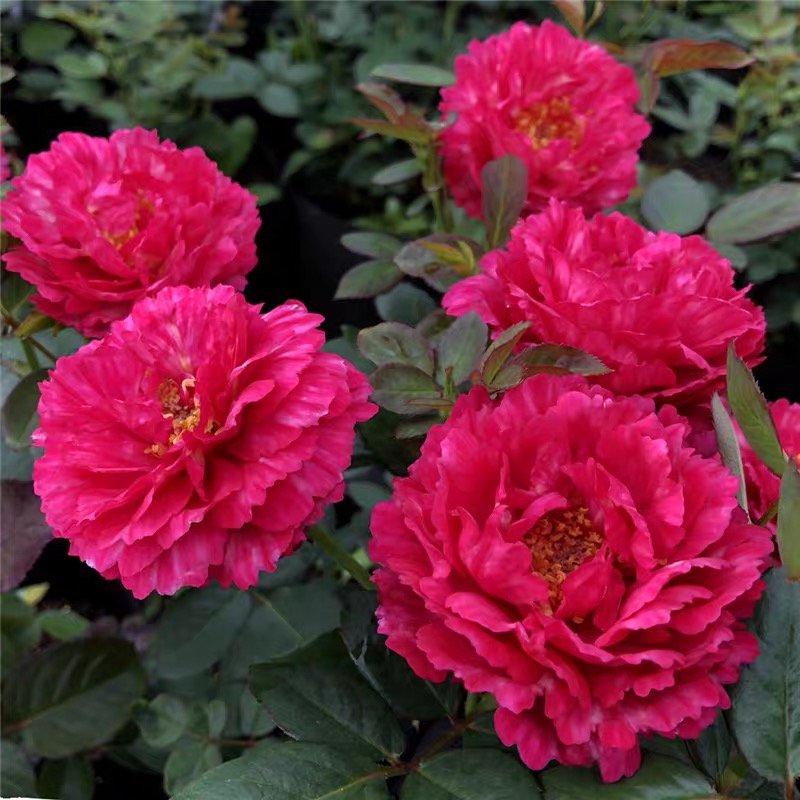 鹏哥的花圃新品切花月季真彩230红色条纹阳台庭院花园盆栽玫瑰苗