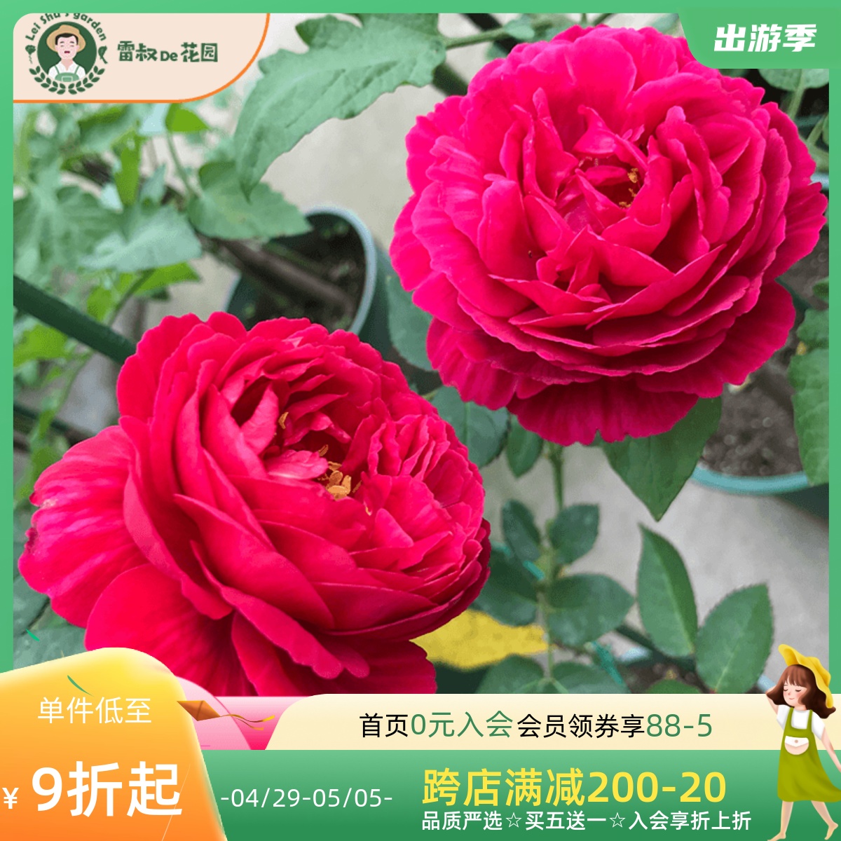 雷叔的花园 真彩230日本切花玫瑰月季盆栽条纹红色月季花多季开花