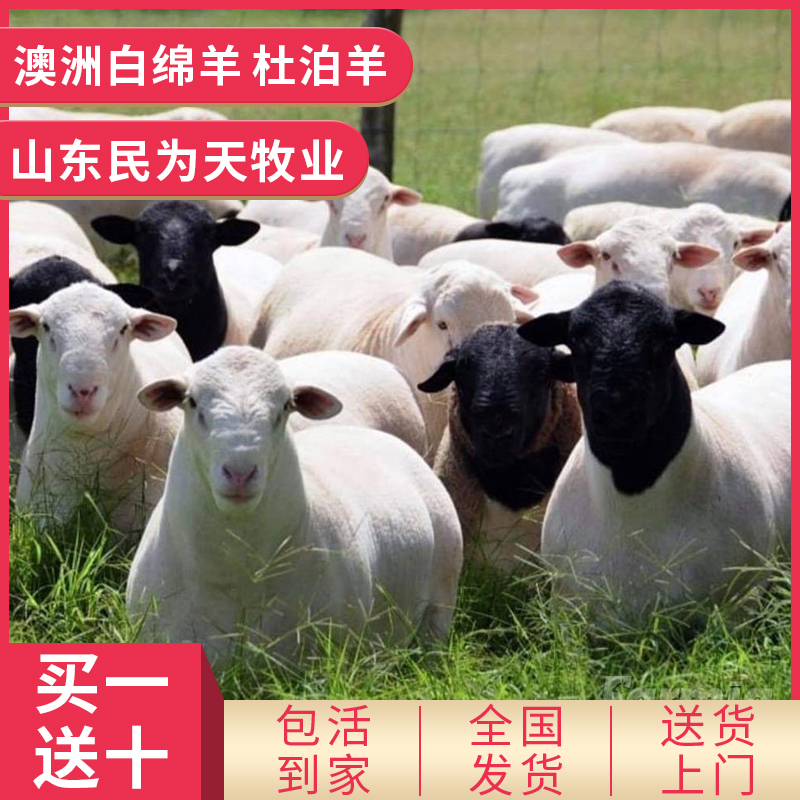 杜泊羊黑头纯种活羊奥洲白绵羊母羊萨福克羊羔杜波种公羊养殖技术