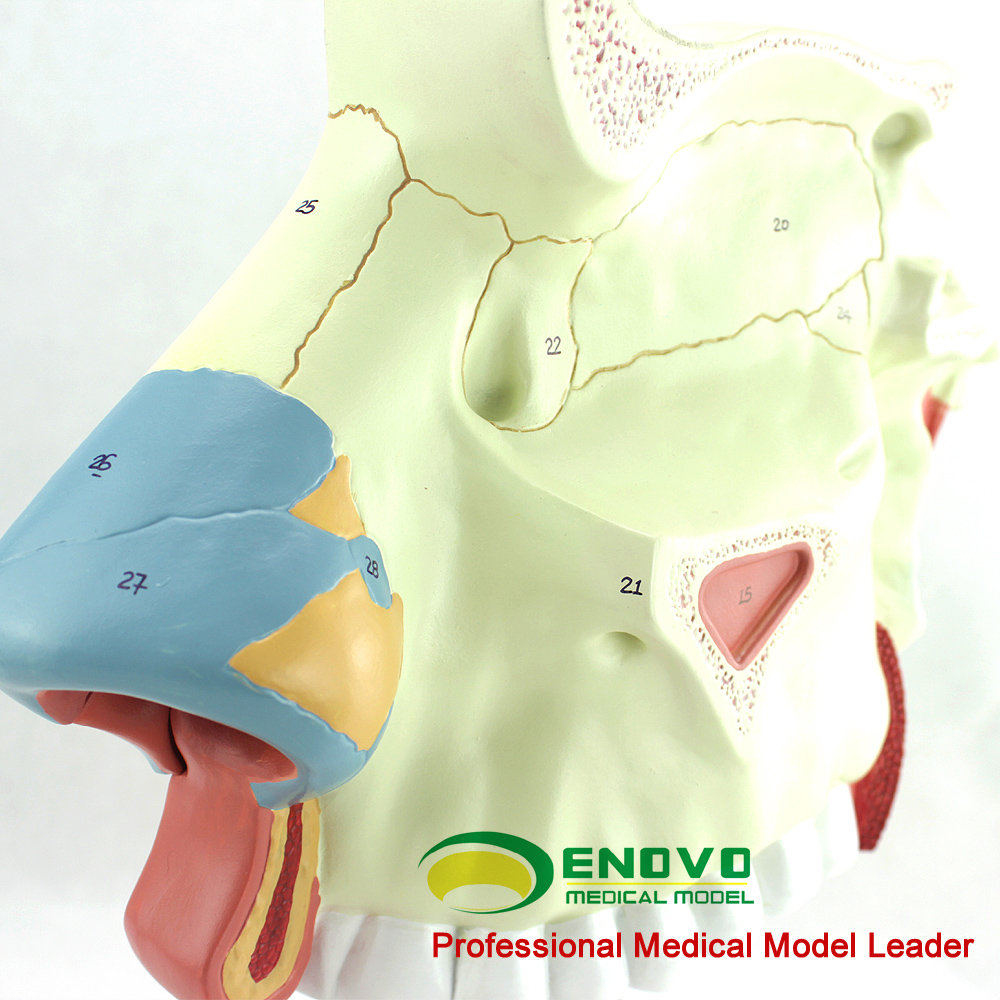 ENOVO正品人体医学鼻腔解剖模型耳鼻喉呼吸科内窥镜隆鼻美容整形