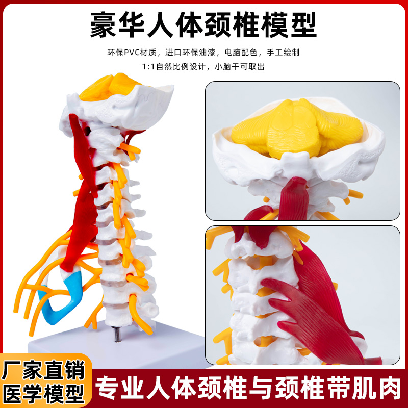 人体脊椎颈椎关节颈动脉后枕骨椎间盘韧带与神经骨骼解剖医学模型