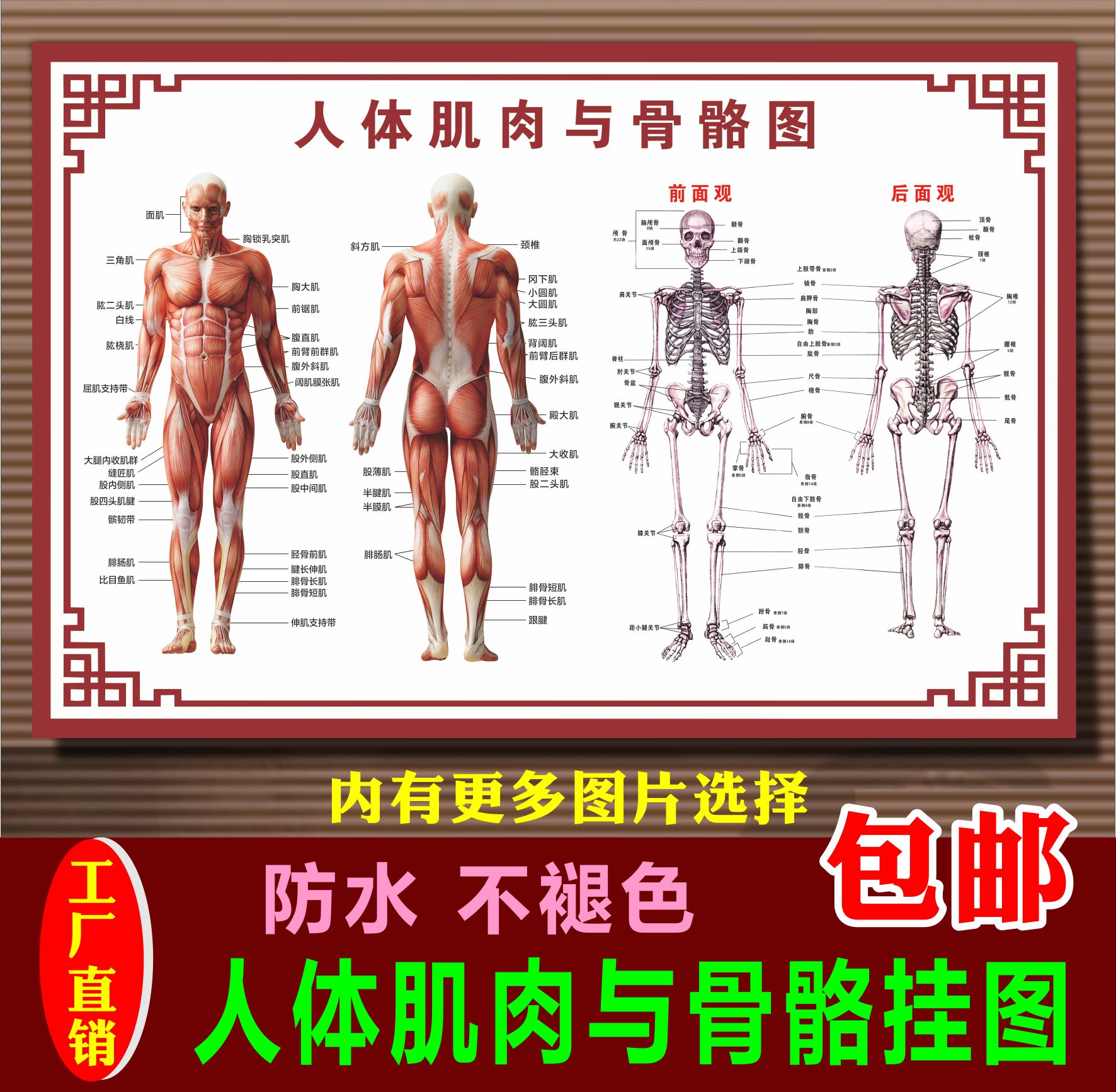 脊柱相关疾病骨科脊椎椎间盘人体肌肉与骨骼结构解剖医院海报挂图