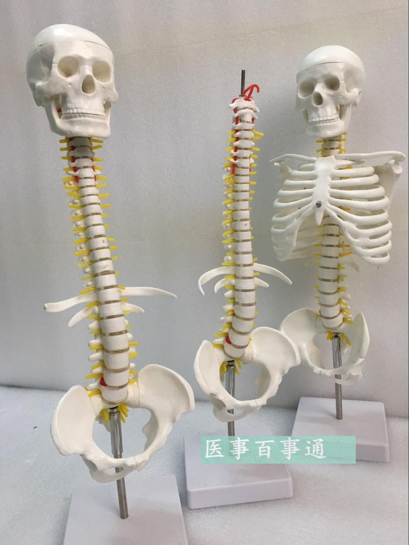 人体脊柱模具脊椎骨颈椎模型胸椎结构腰椎间盘关节玩具骨头骨架