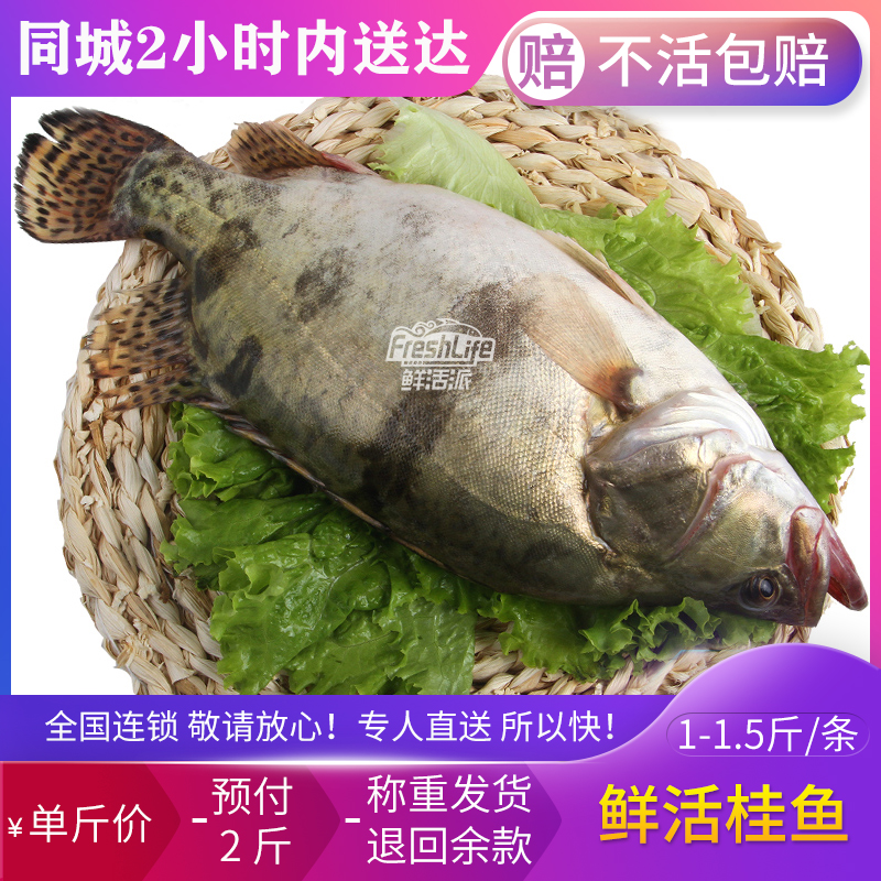 长沙店 鲜活桂鱼鳜鱼约1-1.5斤/条单斤价拍2斤称重淡水名鱼清蒸鱼