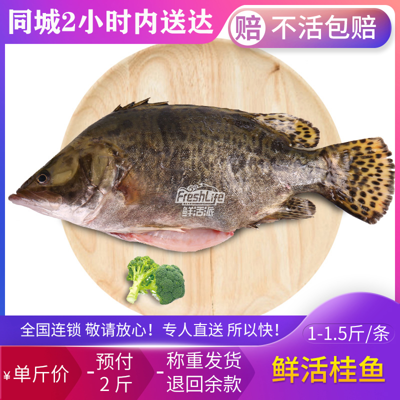成都店 鲜活桂鱼鳜鱼约1-1.5斤/条单斤价拍2斤称重淡水名鱼清蒸鱼