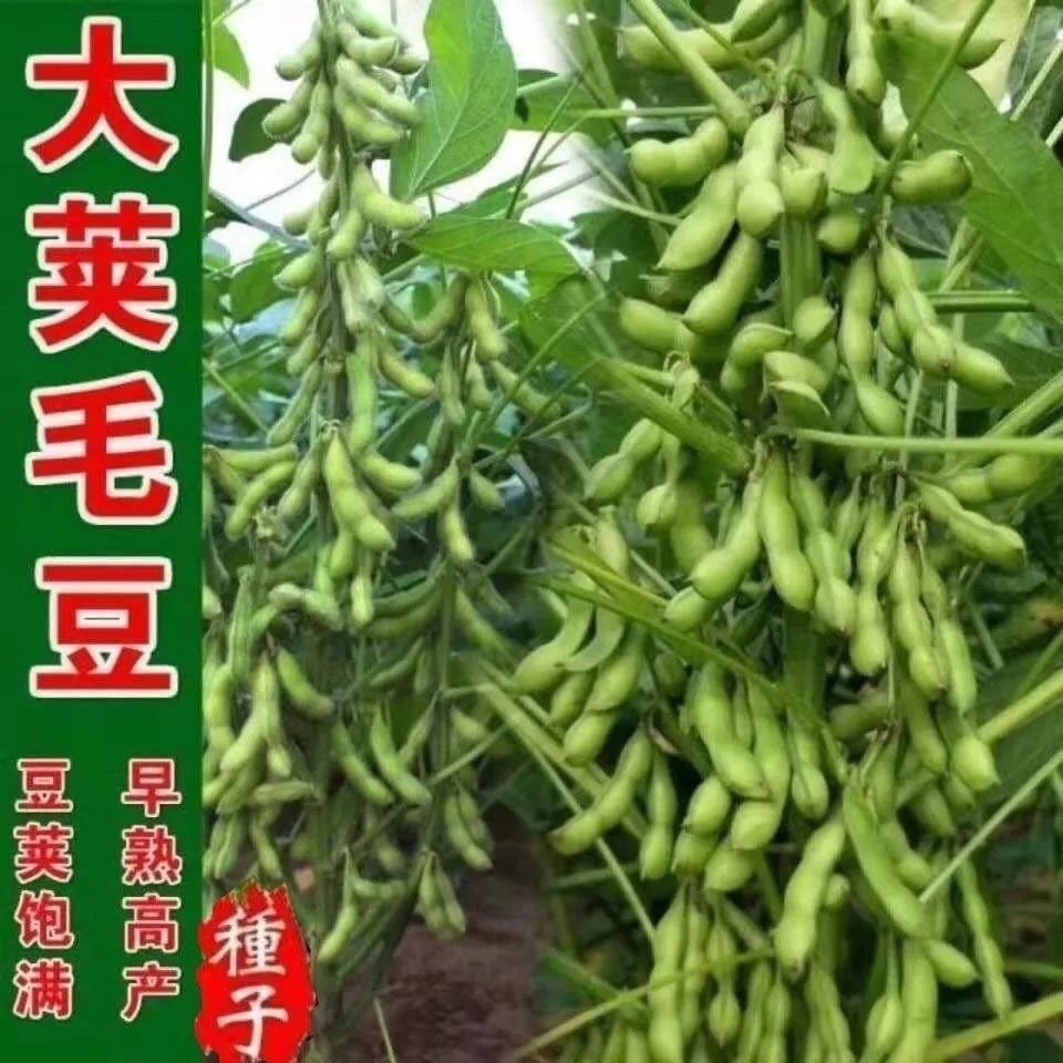 特早王毛豆种子50天早熟大粒绿毛豆种子非转基因高产千斤大豆种子
