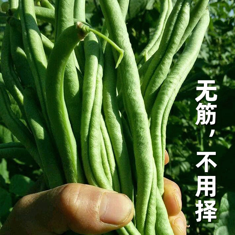 王豆