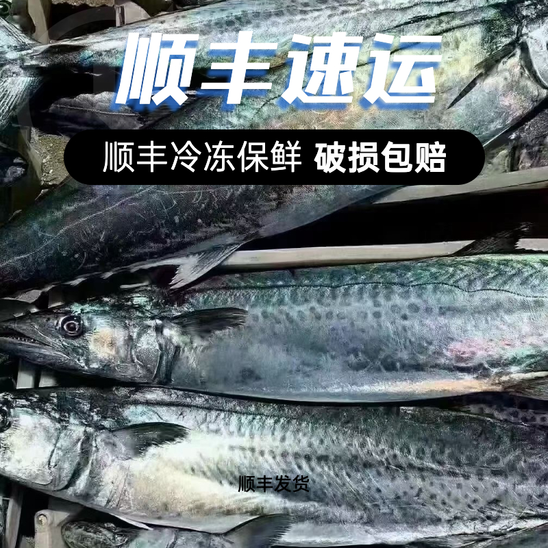 青岛原产地大鲅鱼新鲜冷冻锁鲜顺丰冷链发货6-20斤肉厚鲜嫩