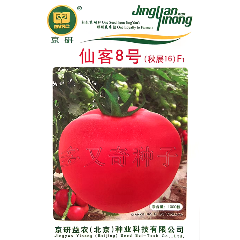 仙客8号番茄种子 春播抗根结线虫病粉果西红柿种子中熟硬度高肉硬