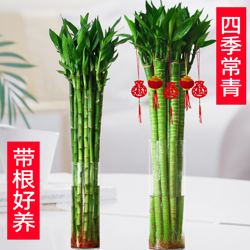 文昌竹龙竹4支带根水养富贵转运竹节节高水培植物室内客厅植物