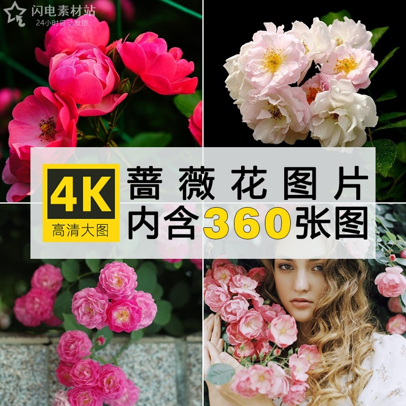 高清蔷薇花图库唯美花卉花朵花丛手机电脑壁纸唯美2K4K图片素材库