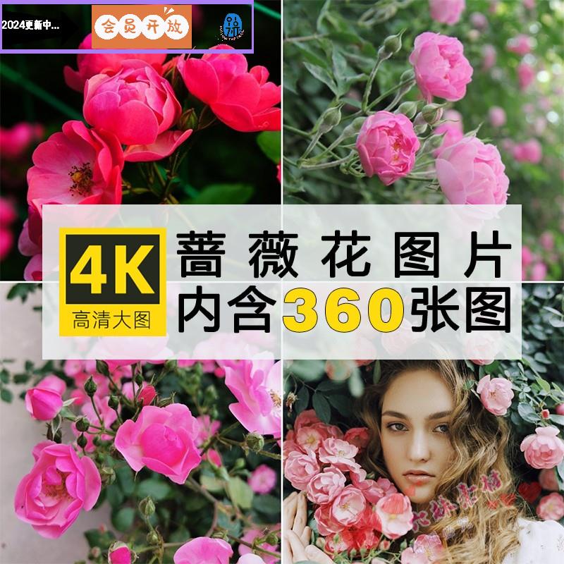 2K高清蔷薇花唯美花卉花朵花丛手机电脑壁纸ps抖音4K图片素材库