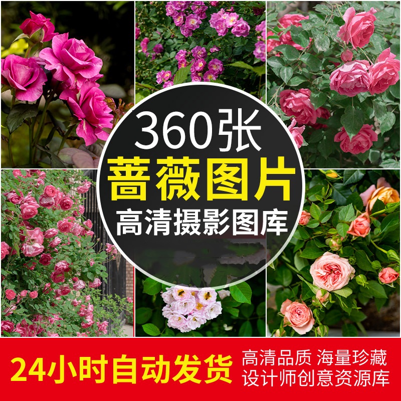 3K高清蔷薇花唯美花卉花朵花丛电脑手机壁纸ps抖音4K图片素材合集