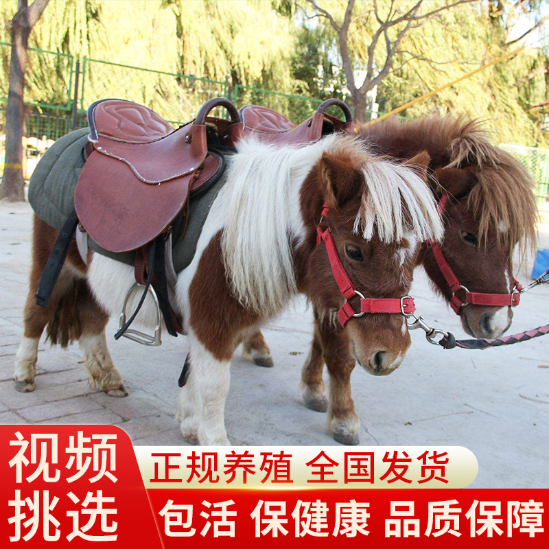 矮马活马出售小型儿童骑乘马真马小马驹家养宠物马景区观赏矮脚马
