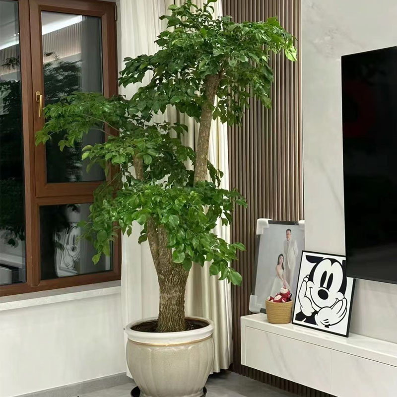 幌伞枫幸福树大盆栽室内净化空气客厅吸甲醛办公室大型绿植富贵树