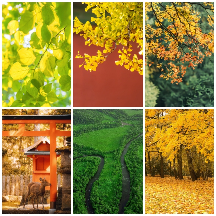 高清唯美秋天落叶树林枫叶自然风景摄影竖屏壁纸背景图片素材2