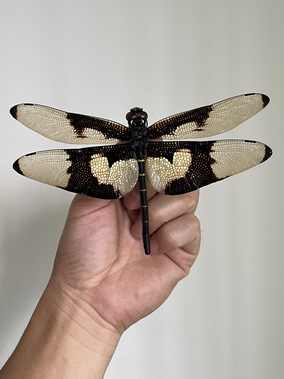 蝴蝶裂唇蜓世界翅面最大的蜻蜓A1/-雄未展翅原蜓生物教学标本展览