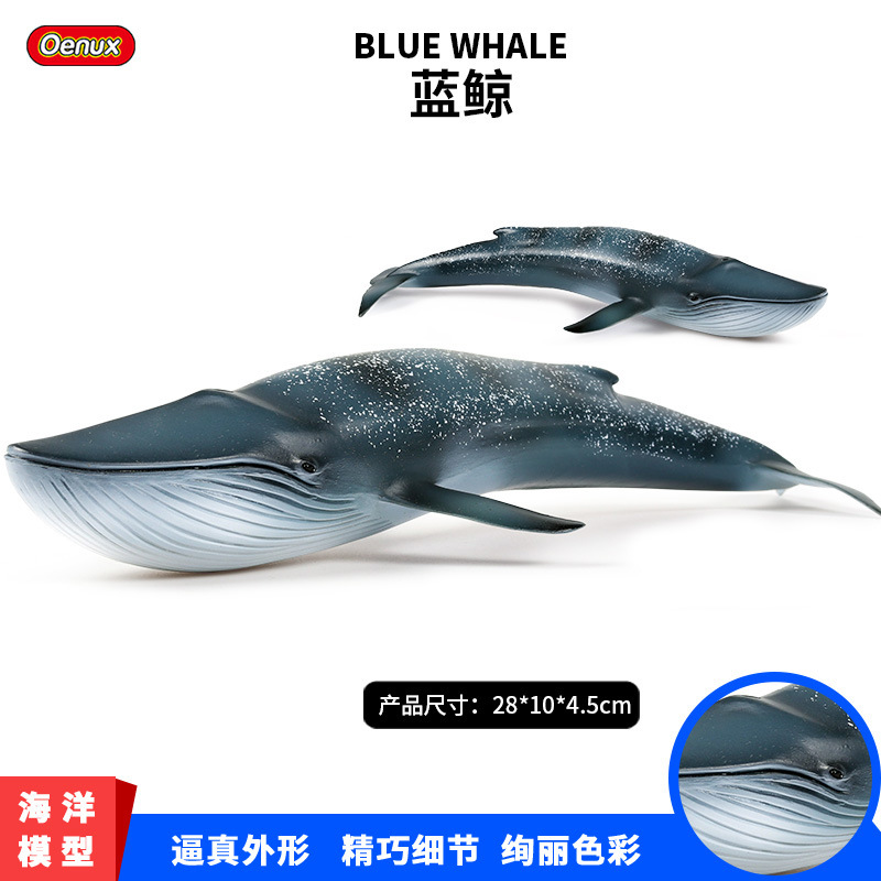 儿童仿静态真实心海底生物海洋哺乳动物鲸鱼蓝鲸模型玩具摆件