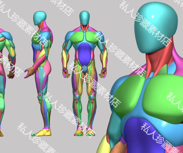 zbrush男性人体3d解剖学基础模型人物角色素体肌肉块CG雕刻zb