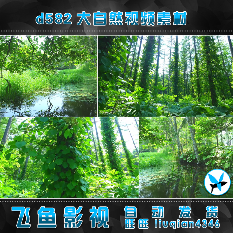 d582富良野风光 树林森林 河水美丽风景 日本风情 高清视频素材