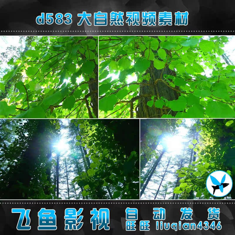 d583富良野风光 树林森林树叶 清新美丽风景 日本风情 视频素材