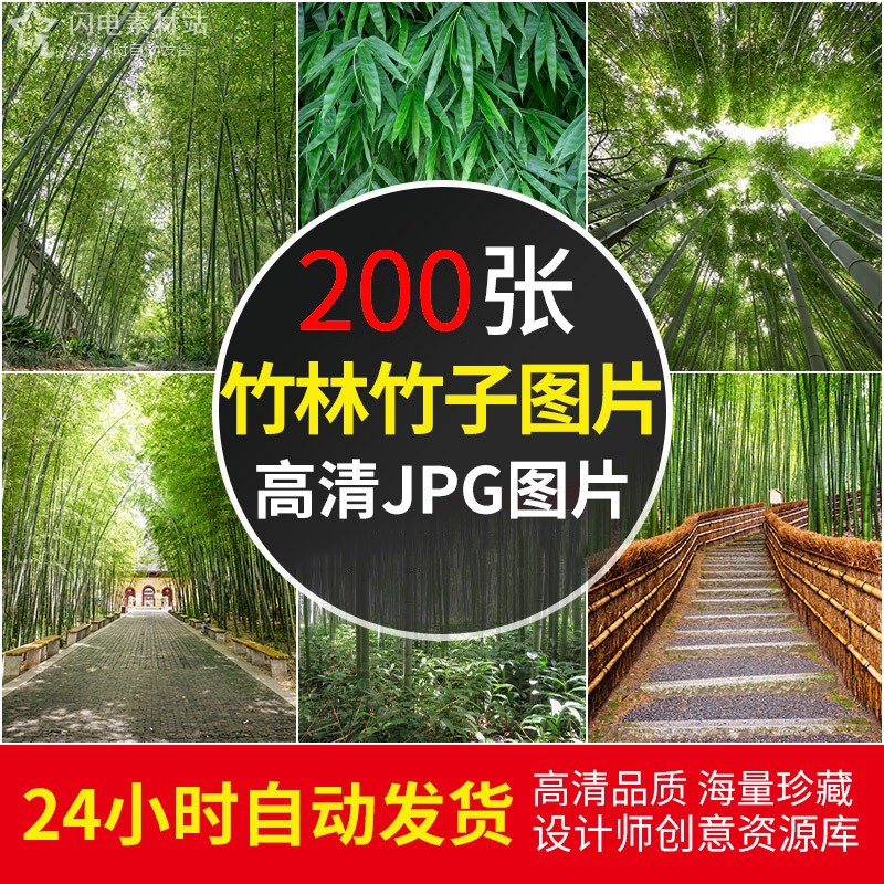 4K高清竹子竹林图片竹叶绿色植物摄影2K手机电脑壁纸JPG素材合集