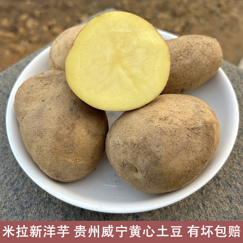 会破皮的新洋芋 米拉黄心土豆 贵州毕节威宁高山农家马铃薯生果