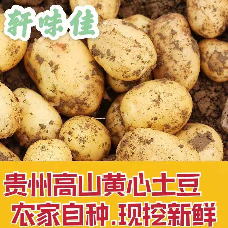 贵州新鲜土豆大中小毕节威宁洋芋高山马铃薯农家十斤黄心土豆种子