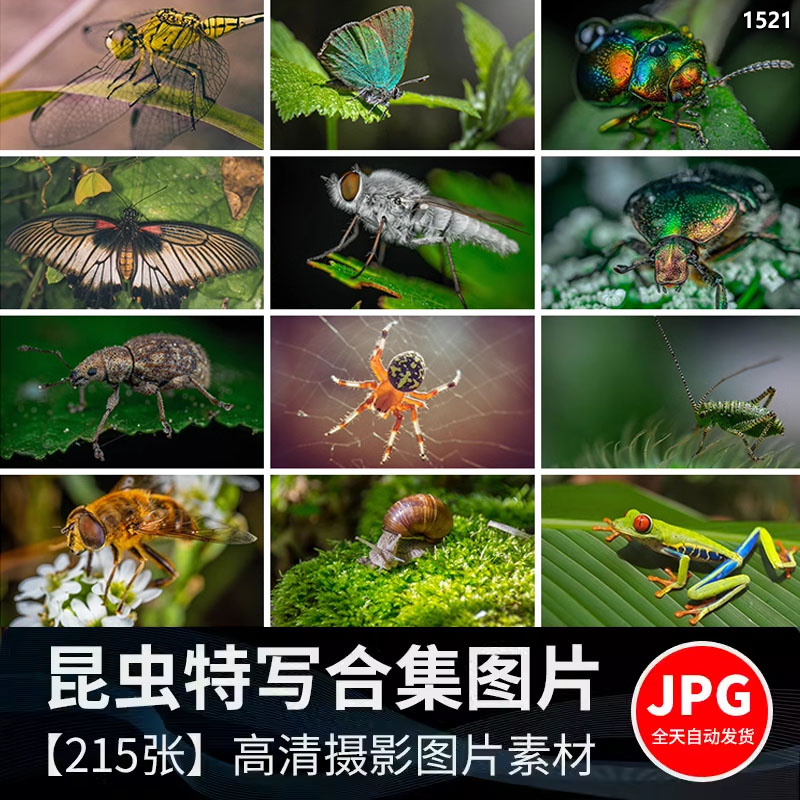 各种昆虫动物甲虫螳螂蝴蝶蜜蜂蜗牛微距特写JPG高清图片照片素材